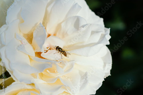 白いバラの花にとまるハナアブ