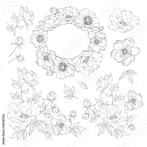 Linear style set of white poppy, hand drawn contour illustration of flowers isolated on a white background. White poppies collection. Vector illustration.