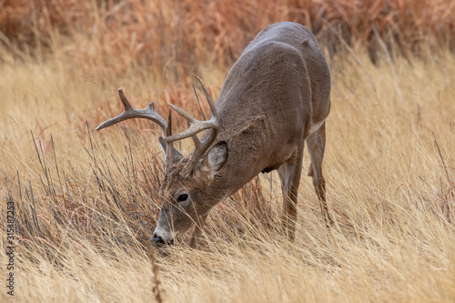 Whitetail Deer Buck in Fall in Colorado