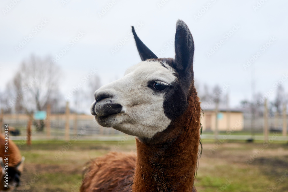 Obraz premium Muzzle llama head in nature.