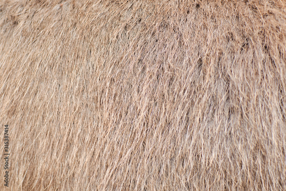 Background from wool, animal hair of light color. Background from wool, animal hair of light color.