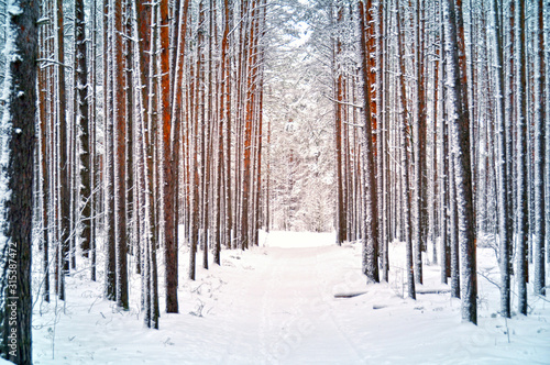 winter pine forest in the snow