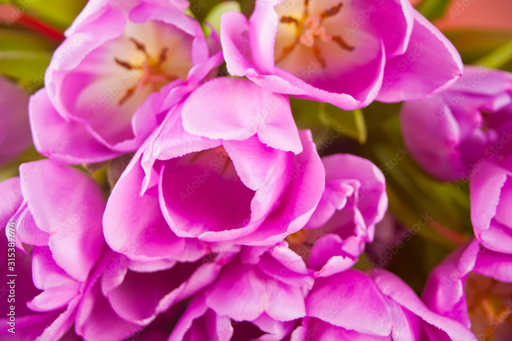 Close up violet tulips. Floral background. Spring concept.