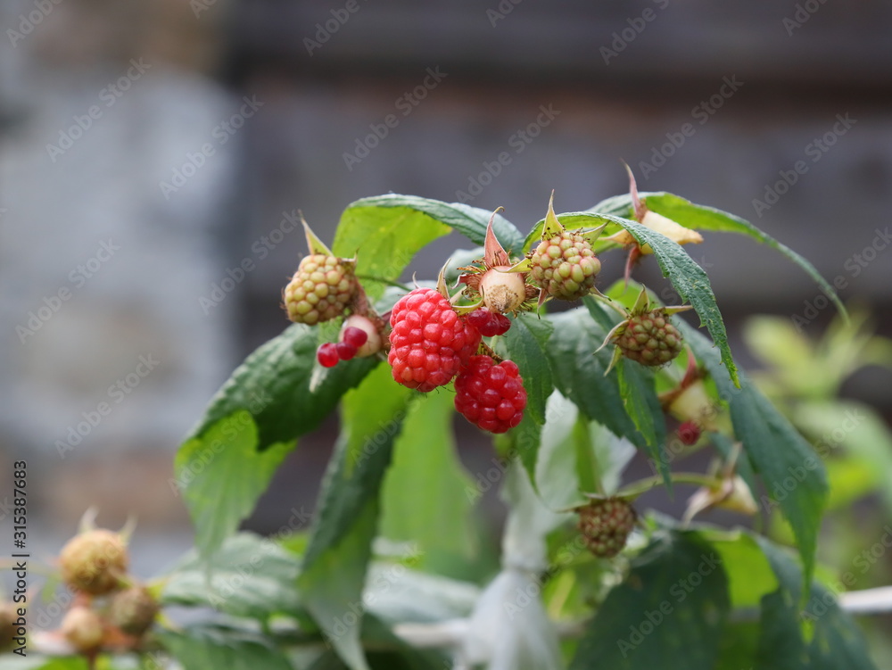 red berries on a bush red berries on a bush