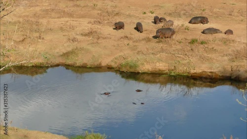 Hippo having rest in Kruger National Park