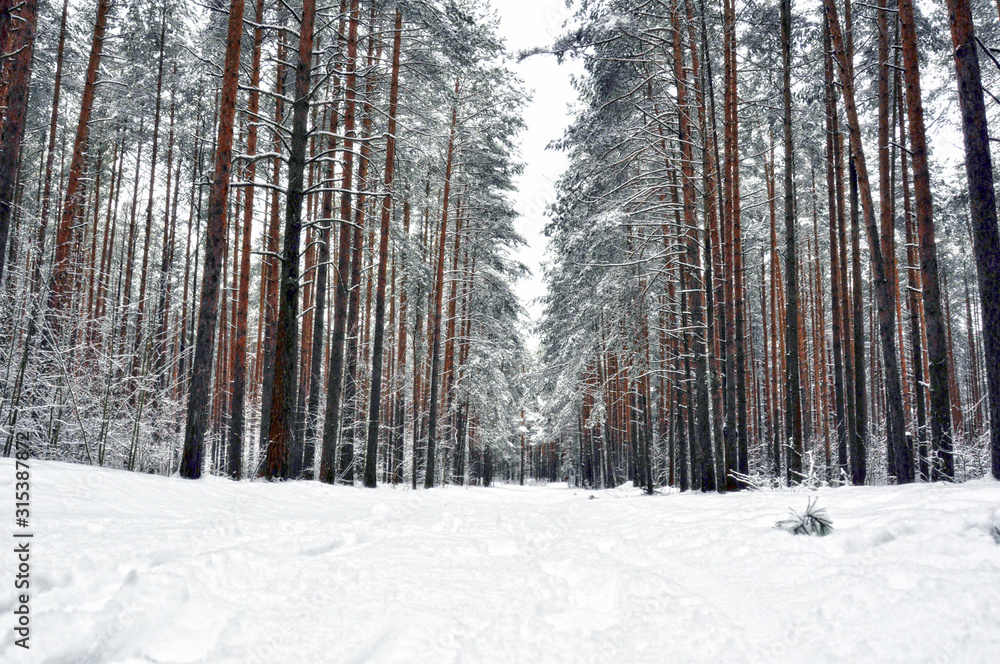 Fototapeta premium winter pine forest in the snow