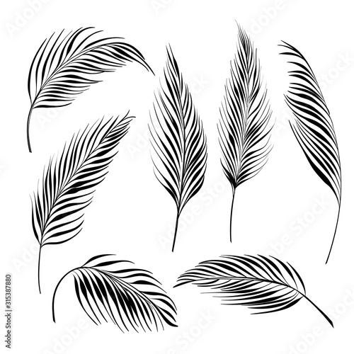 Palm tree leaves collection. Black line silhouette set of cycas leaves isolated on white background. Vector sketch botanical illustration. photo