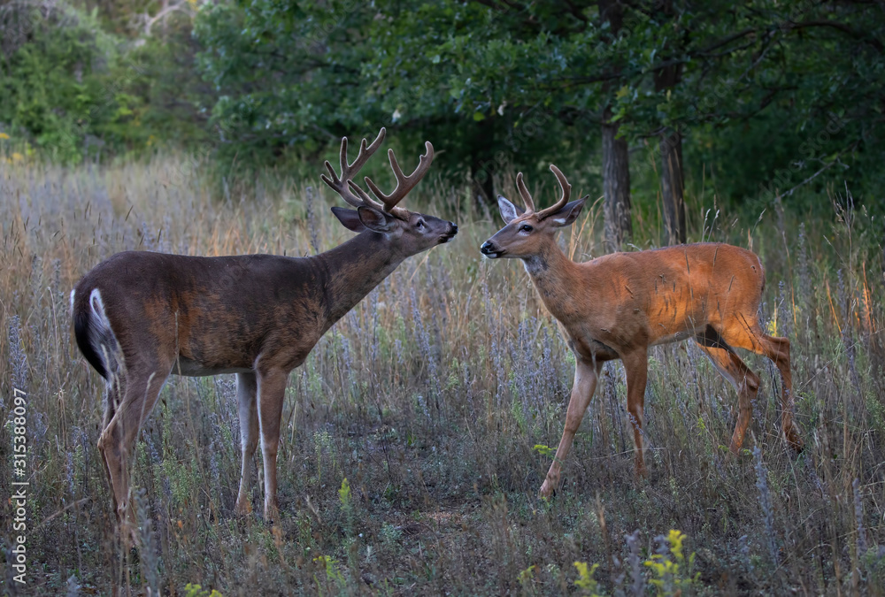 White-tailed bucks playing with each other on an early morning with velvet antlers in summer in Canada