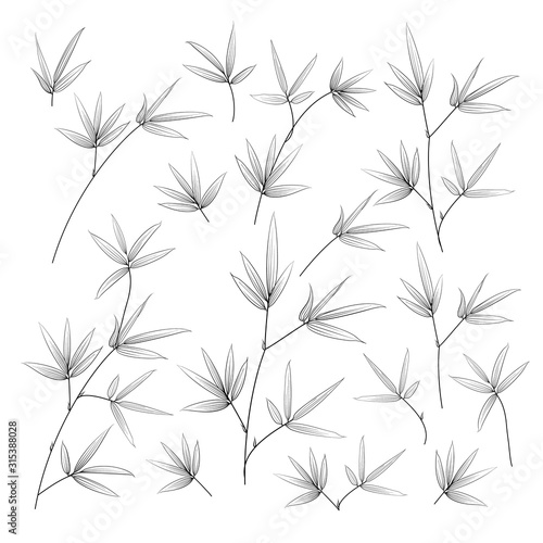 Set of tropical bamboo elements. Collection of palm leaves on a white background. Vector illustration bundle.