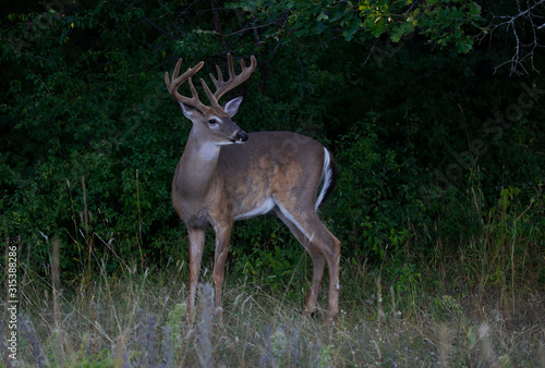 A wild White-tailed deer buck on an early morning with velvet antlers in summer in Canada © Jim Cumming