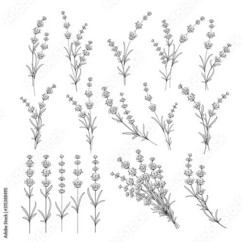 Set of lavender flowers elements. Collection of lavender flowers on a white background. Vector illustration bundle.