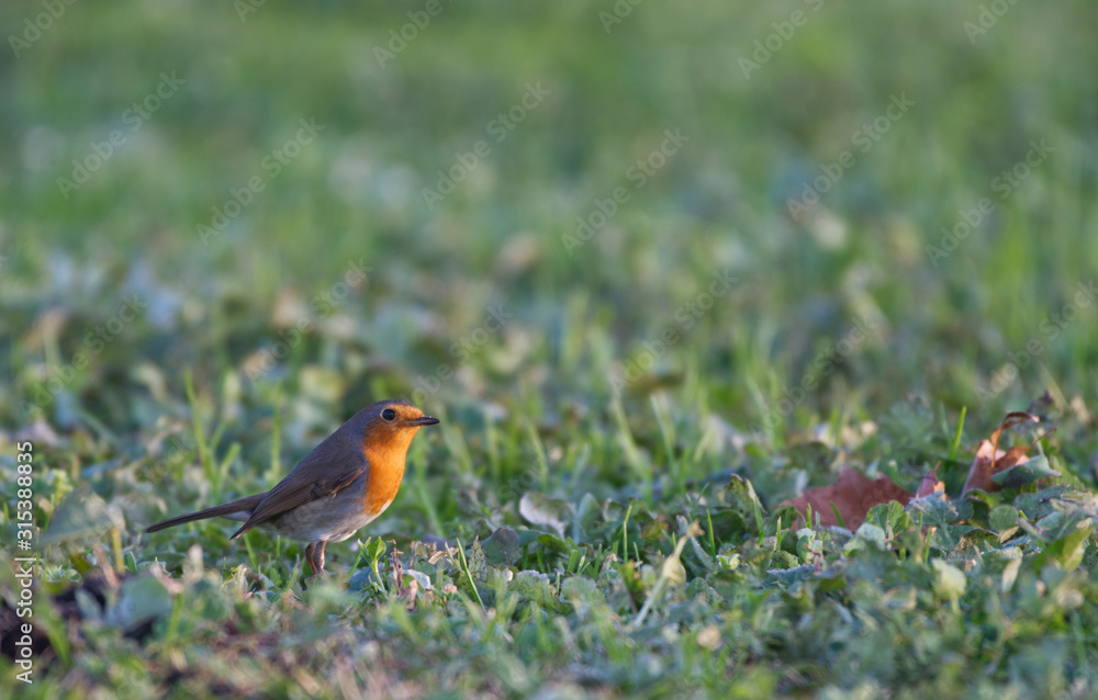 Small robin bird looking arround. Small robin bird looking arround.