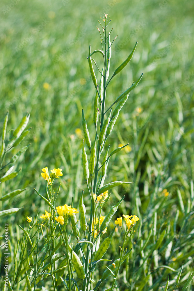 selective focus of yellow mustard sheeds field selective focus of yellow mustard sheeds field
