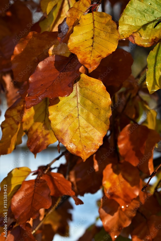 autumn leaves background