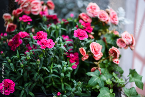 Wallpaper Mural mix summer flowers close up view Torontodigital.ca