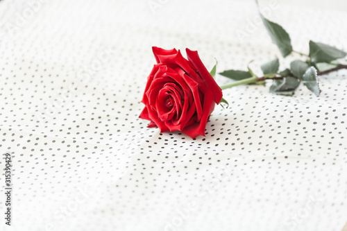 Red rose on white background as symbol of love on valentine's Day