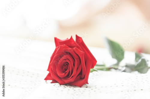 Red rose on white background as symbol of love on valentine's Day
