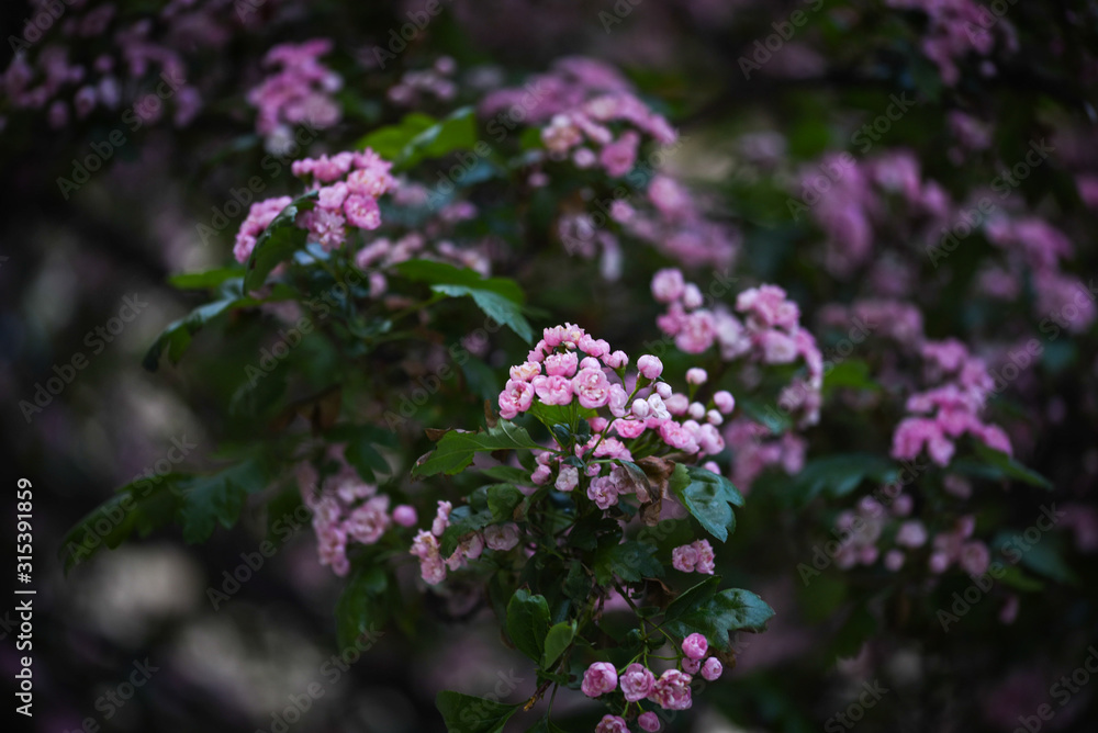 Obraz premium mix summer flowers close up view