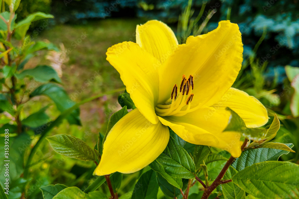 Bouquet of fresh colored lilies in the garden. Bouquet of fresh colored lilies in the garden.