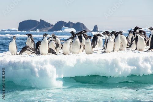 Adele Penguins on Ice, Danger Islands, Antarctica photo