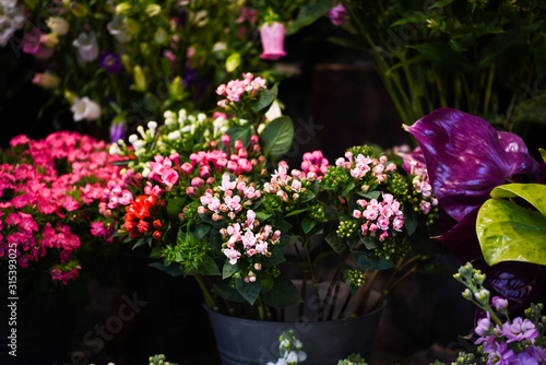 Wallpaper Mural mix summer flowers close up view Torontodigital.ca
