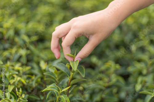 Woman worker hands holding fresh tea leaves in tea plantation
