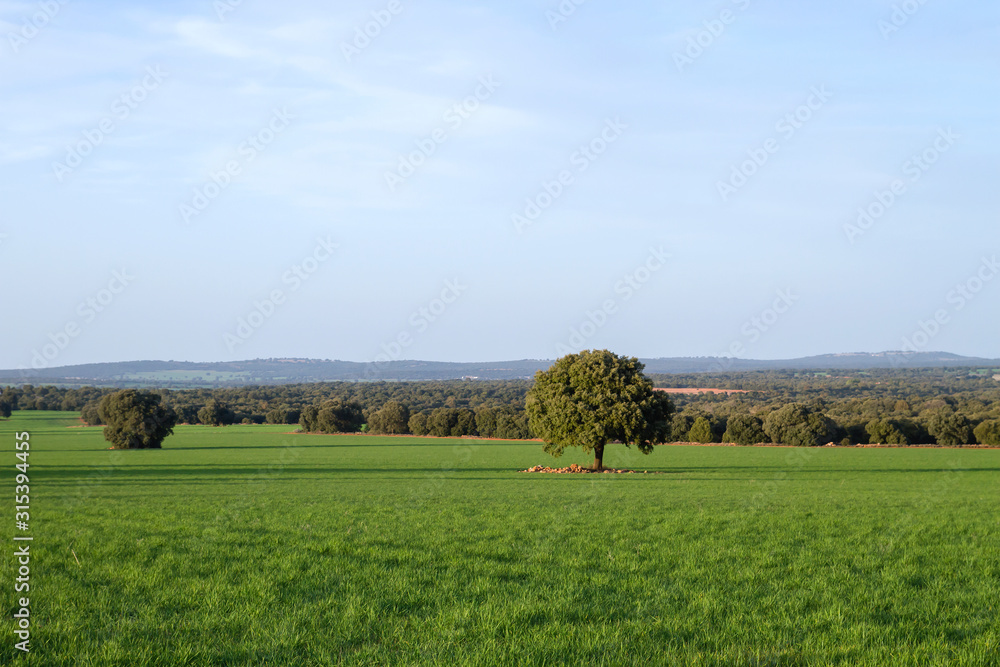 Fototapeta premium Green fields landscape in Campo de Montiel, Spain