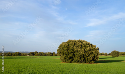 Holm oak in a green meadow photo