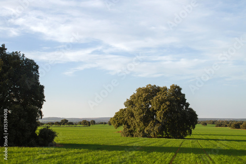 Quercus ilex grove in green meadow photo