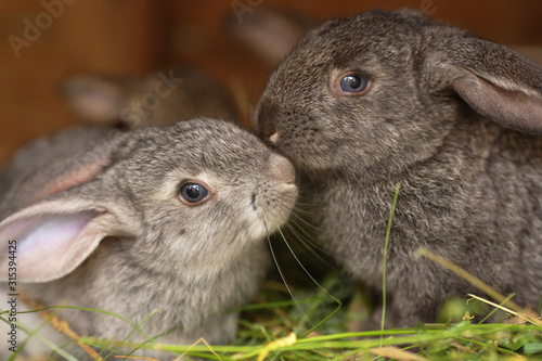 Two fluffy rabbits kiss. A pair of young and lovely pets