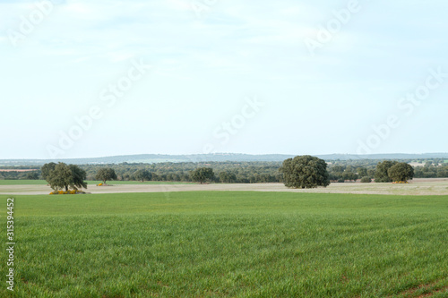 Green fields in Campo de Montiel, Castilla la Mancha, Spain photo