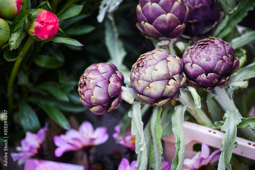 Obraz premium fresh natural artichoke flower close up