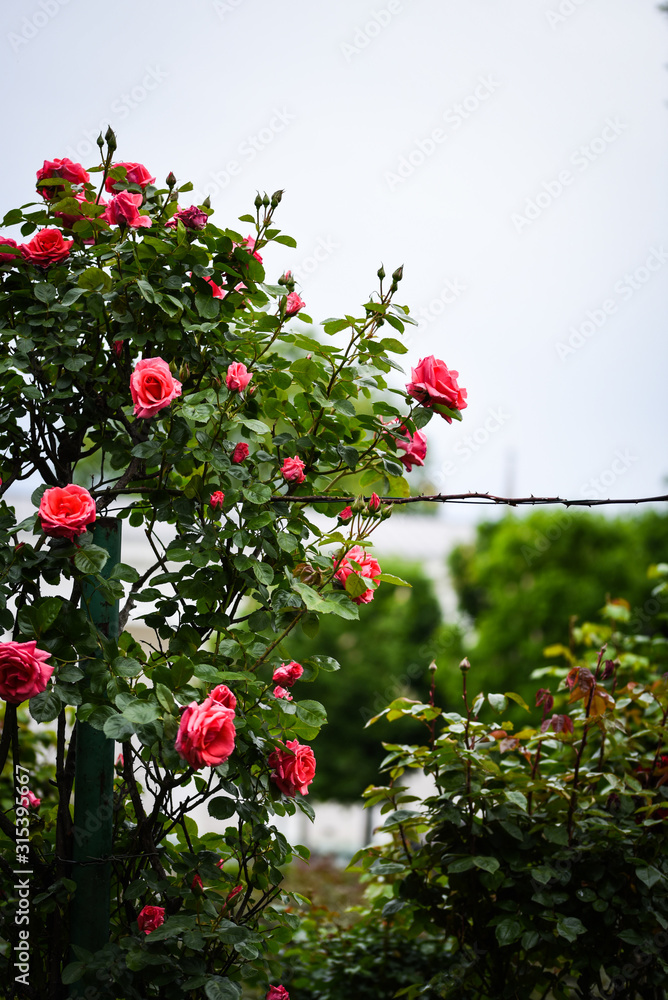 natural roses close up view