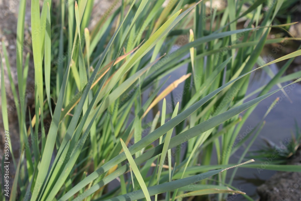 The Southern Cattail, Typha Domingensis, is native to scarce riparian areas on Mission Creek Preserve, where the Mojave and Colorado Deserts integrate. The Southern Cattail, Typha Domingensis, is native to scarce riparian areas on Mission Creek Preserve, where the Mojave and Colorado Deserts integrate.