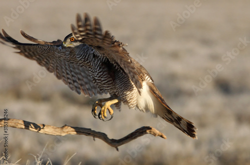 Tree years old Northern goshawk flying with the first lights of the day  hawk  falcons  raptors  Accipiter gentilis