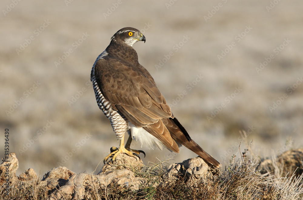 two years old Northern goshawk with the first lights of a freezing morning, Accipiter gentilis two years old Northern goshawk with the first lights of a freezing morning, Accipiter gentilis