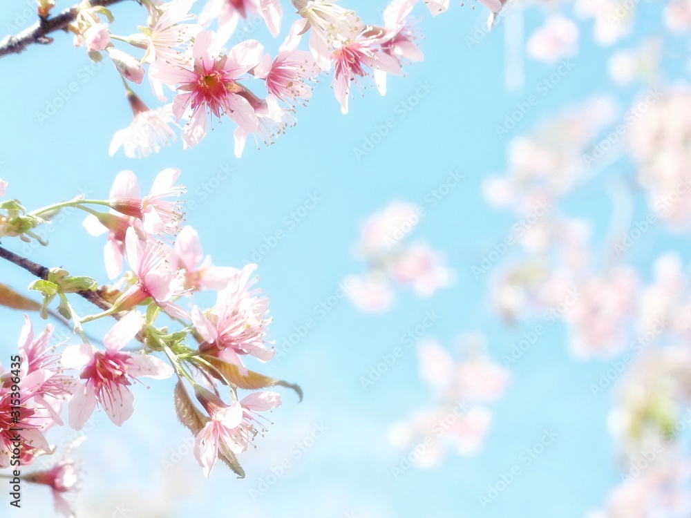 Fototapeta premium Bright cherry blossoms