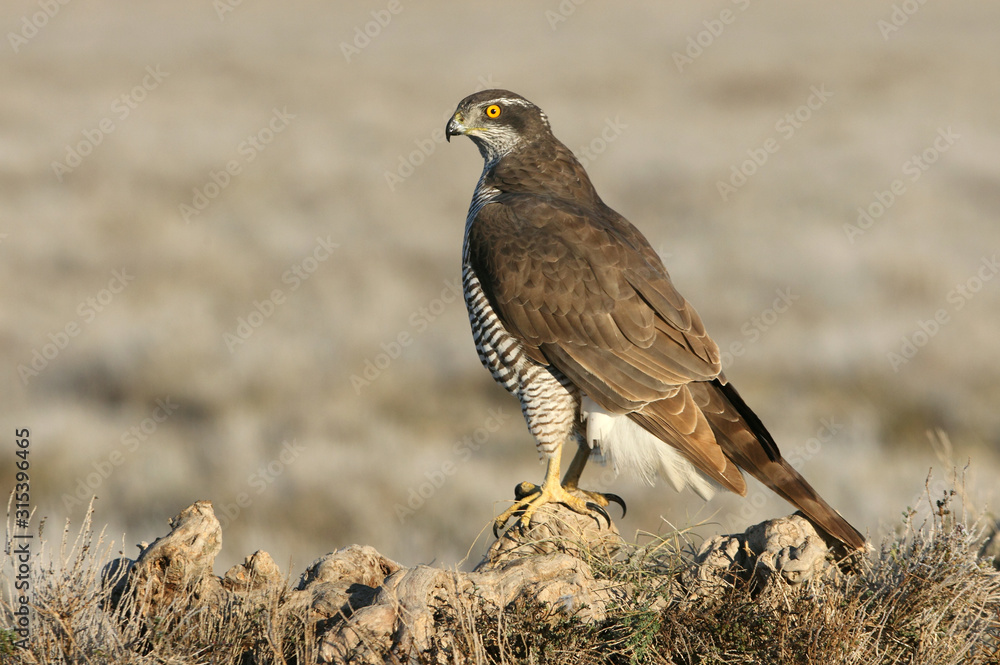 two years old Northern goshawk with the first lights of a freezing morning, Accipiter gentilis two years old Northern goshawk with the first lights of a freezing morning, Accipiter gentilis