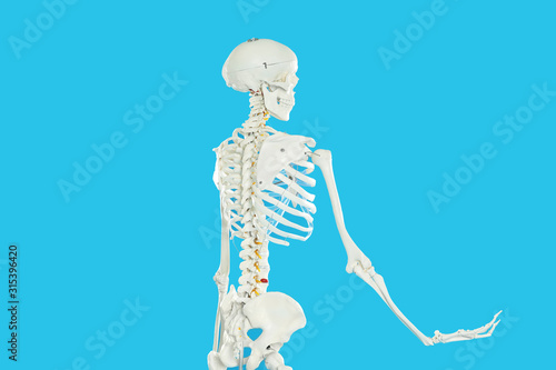 Artificial human skeleton model on blue background © New Africa