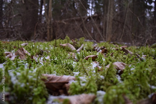 grass in the winter forest