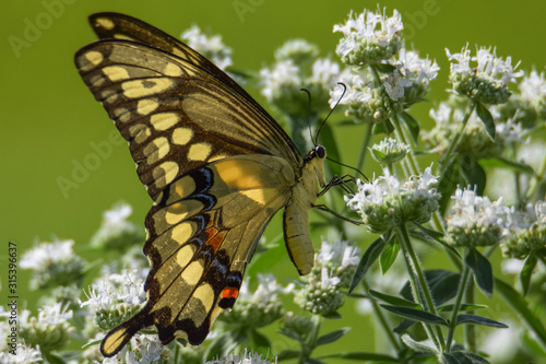 Giant Swallowtail on Hairy Mountainmint Flowers 