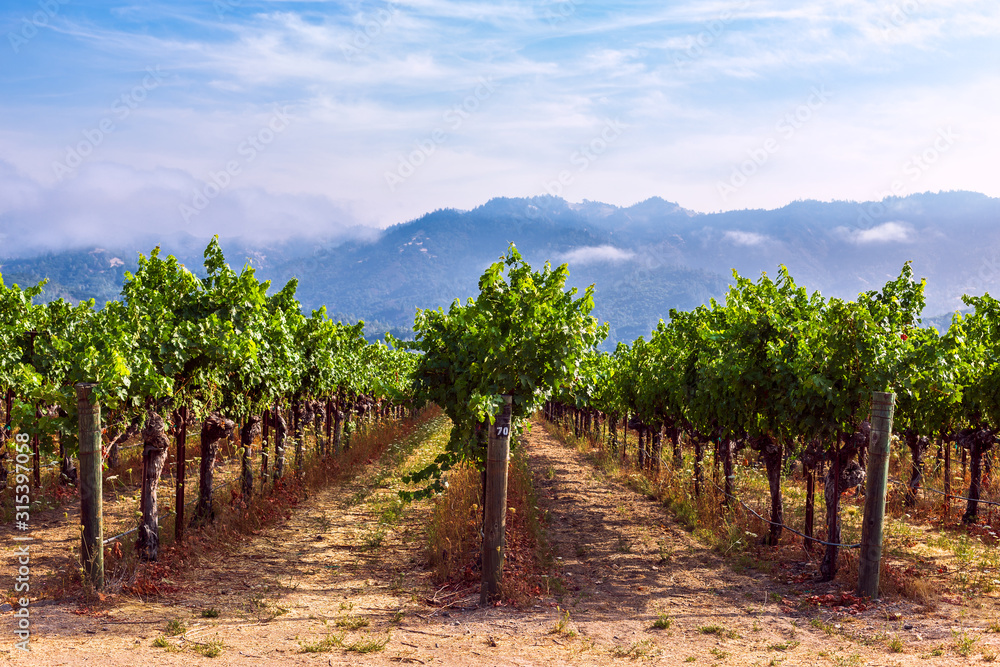 Rows of grapes growing at a vineyard in Napa Valley, California