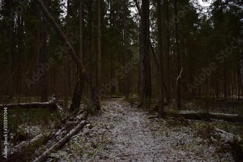 winter forest