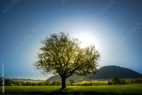 Idyllische Landschaft mit Baum auf der Wiese bei Sonnenaufgang