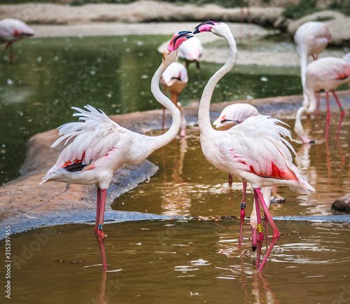 Pink flamingoes fighting in Schonbrunn zoo Tiergarten  Vienna