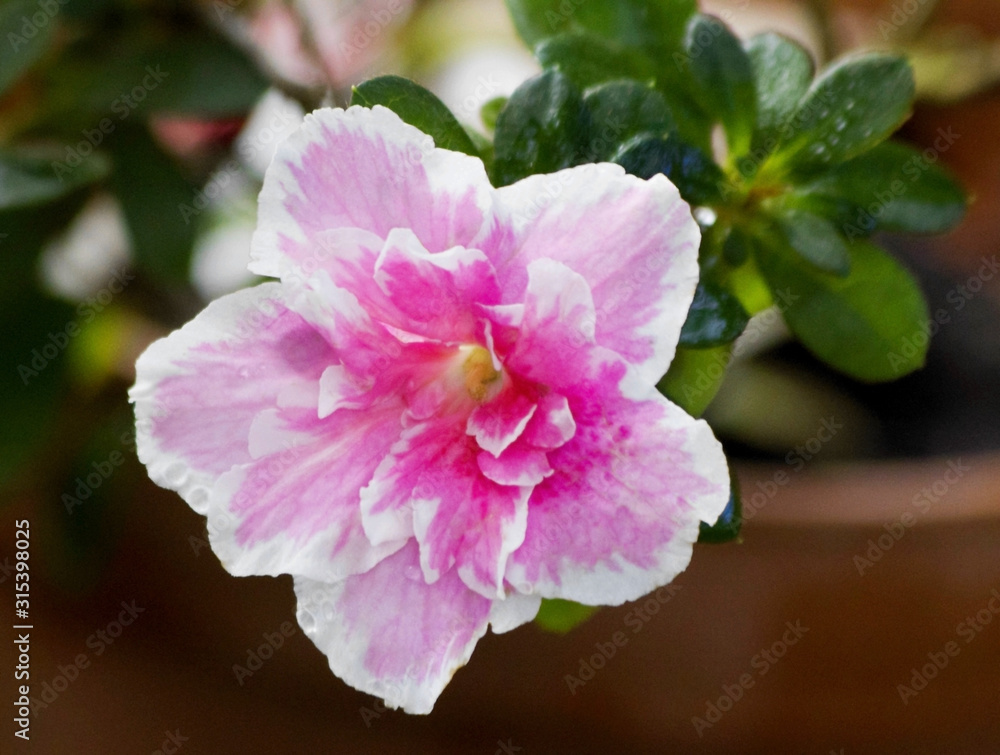 Obraz premium Big pink azalea flower or rhododendron plant with leaves closeup in spring garden. Season of flowering azaleas (rhododendron). Azalea flower are shade tolerant flowering shrub in genus Rhododendron.