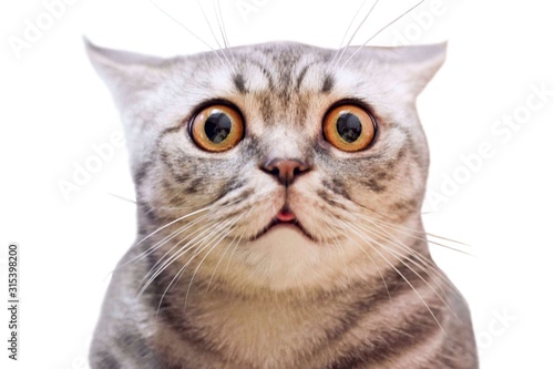 Fotografia Young crazy surprised cat make big eyes closeup