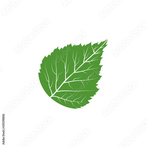Fototapeta green birch leaf vector illustration