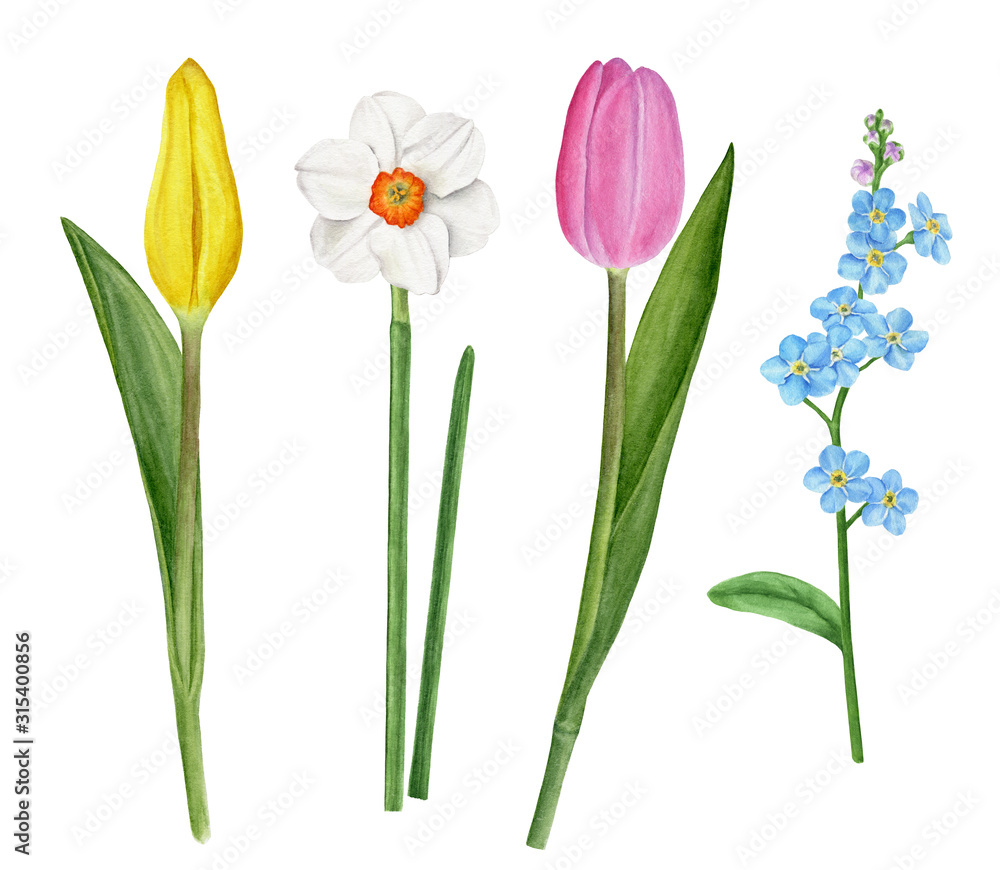 Spring flowers watercolor set with narcissus, tulips and forget-me-not. Spring flowers watercolor set with narcissus, tulips and forget-me-not.
