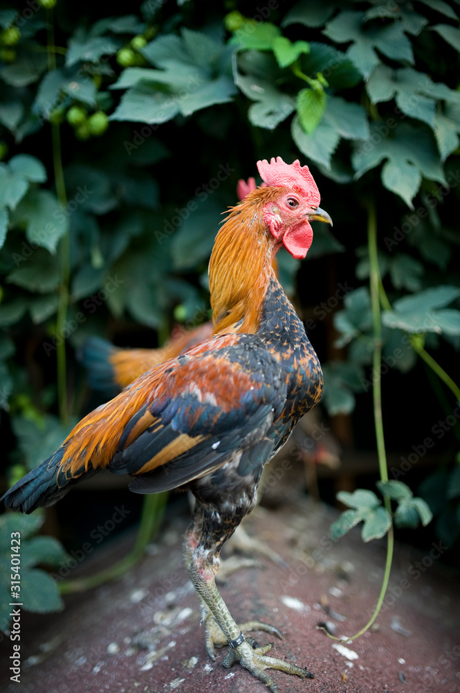 Fototapeta premium Junglefowl on green nature background. Rooster standing in the garden on the farm. Proud fighting cock. Beautifully colored chicken feathers.